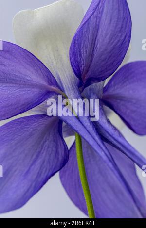 Un unico fiore di Granny Bonnet visto dal retro Foto Stock