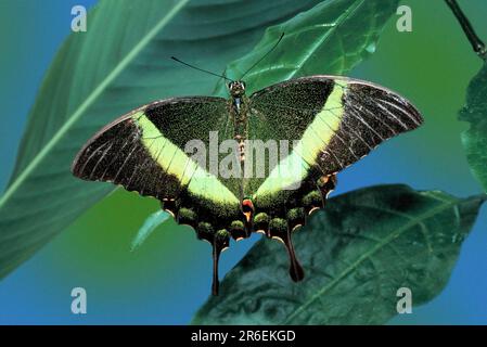 Farfalla Swallowtail con bande verdi, coda smeraldo (Papilio palinurus) Foto Stock