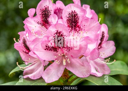 Una singola fioritura rosa di rododendro Foto Stock