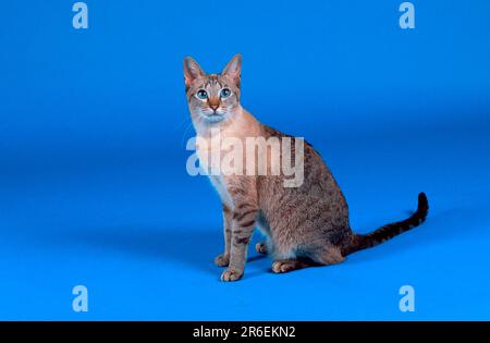 Oriental Shorthair Cat Foto Stock