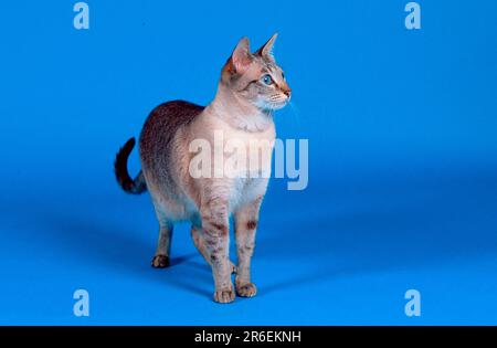 Oriental Shorthair Cat Foto Stock