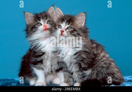 Gatti norvegesi della foresta, gattino, 7 settimane Foto Stock