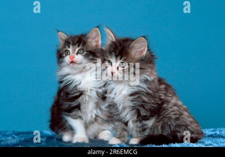 Gatti norvegesi della foresta, gattino, 7 settimane Foto Stock