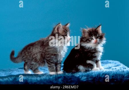 Gatti norvegesi della foresta, gattino, 7 settimane Foto Stock