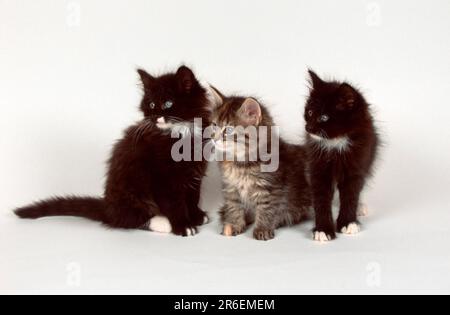 Gatti norvegesi della foresta, gattini, 8 settimane Foto Stock