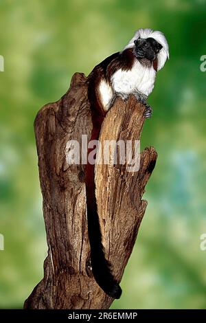 Giovane tamarina con top di cotone (Saguinus oedipus), scimmia di Liszt, giovanile Foto Stock