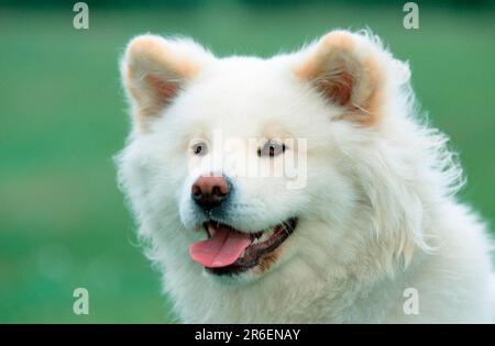 Akita Inu, a capelli lunghi Foto Stock