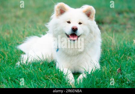 Akita Inu, a capelli lunghi Foto Stock