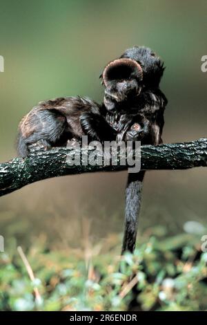 Goeldi (Callimico goeldii) Monkeys, Callimicos, grooming, Springtamarine, kraulen sich, [Animali, aussen, all'aperto, AST, ramo, frontale, testa su Foto Stock