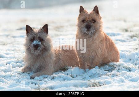 Cairn Terrier, rosso e siero di latte, in inverno, Cairn Terrier, rosso e siero di latte, in inverno (animali) (fuori) (all'aperto) (neve) (seduto) (sdraiato) (sdraiato) Foto Stock