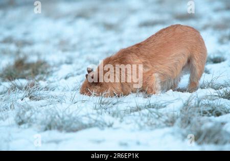 Cairn Terrier, rosso, in inverno, Cairn Terrier, rosso, in inverno (animali) (esterno) (esterno) (laterale) (prato) (neve) (curioso) (in piedi) (adulto) Foto Stock