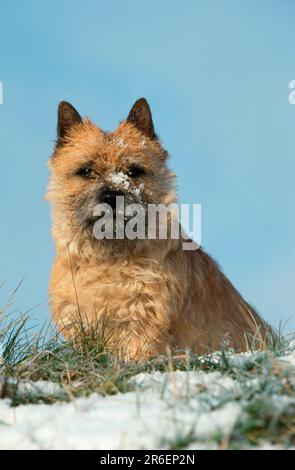 Cairn Terrier, rosso, in inverno, Cairn Terrier, rosso, in inverno (animali) (esterni) (esterni) (laterali) (prato) (neve) (seduti) (adulti) (mammiferi) Foto Stock