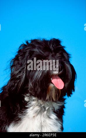 Tibetan Terrier, animali, all'aperto, in bianco e nero, testa, headshot, ritratto, bianco e nero, amichevole, ansimante, seduto, scaglito, scaglito Foto Stock