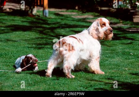 Inglese Cocker Spaniel, femmina con cucciolo, 7 settimane, inglese Cocker Spaniel, femmina con cucciolo, 7 settimane (animali) (all'aperto) (prato) (menzogna) Foto Stock