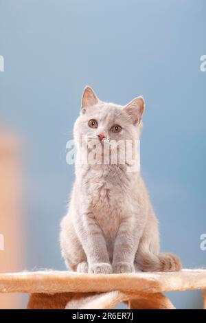 Gatto shorthair britannico, gattino, lilla-tortie, 4 mesi, BKH Foto Stock