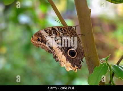 Una vivace farfalla appollaiata sulla cima di un lussureggiante ramo di albero verde, circondato da fogliame Foto Stock