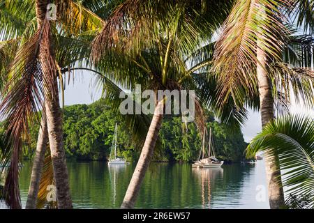 Barche a vela al largo dell'isola, Porto di Suva, viti Levu, Figi, Isole Fiji, Figi Foto Stock