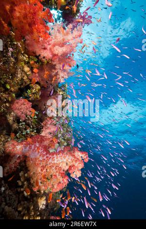 Barriera corallina, Makogai, Lomaviti, Figi, Isole Figi, Corallo morbido, Figi Foto Stock