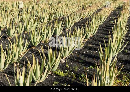 Fuerteventura, Isole Canarie, Aloe vera Plantation vicino Antigua, Spagna Foto Stock