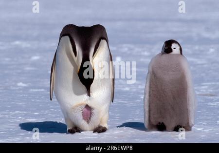 Pinguino imperatore (Aptenodytes forti) con giovane, ventre visibile, Capo Norvegia, Antartide Foto Stock