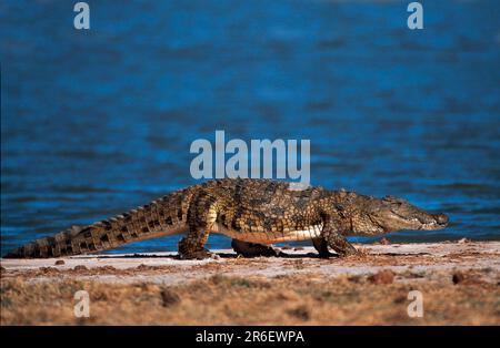 Coccodrillo del Nilo (Crocodylus niloticus), Moremi Game Reserve, laterale, Botswana Foto Stock