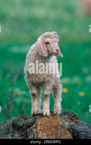 Capretto di Angora, capra di Angora, Fawn, capra domestica, capra, Capre Foto Stock