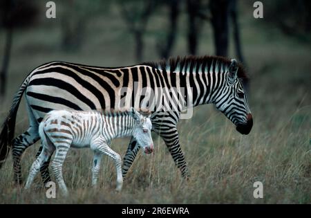 Zebre di Grant, mare con un nemico parzialmente albinotico, Massai Mara Game Reserve, Kenya (Equus quagga boehmi), Boehm zebre, mare con un nemico parzialmente albinotico Foto Stock