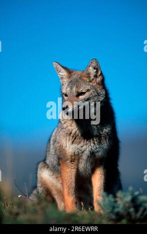 Volpe grigia argentina, Parco Nazionale Torres del Paine (Pseudalopex griseus) (Dusicyon griseus), Ande, Patagonia, Cile Foto Stock