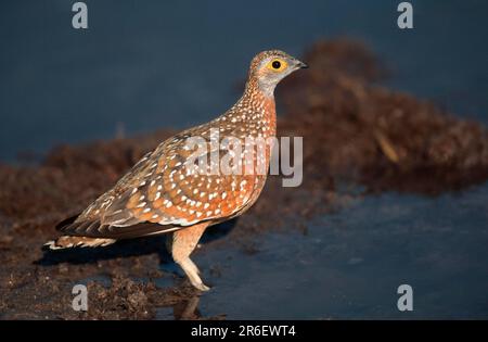 Sandgrouse variegate, parco nazionale di Chobe, sandgrouse di Burchel (Pterocles burchelli), parco nazionale di Chobe, Botswana/Side, Botswana Foto Stock