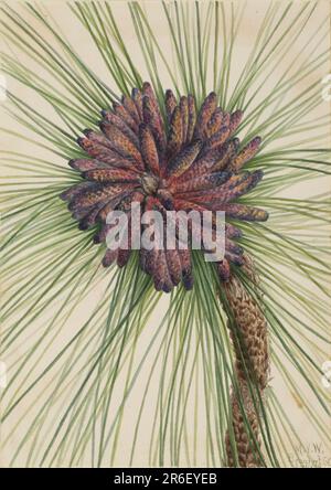 Pino a foglia lunga (Pinus palustris). Data: 1929. Acquerello su carta. Museo: Smithsonian American Art Museum. Foto Stock