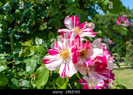 Fiori di rosa con petali multicolore. Foto Stock