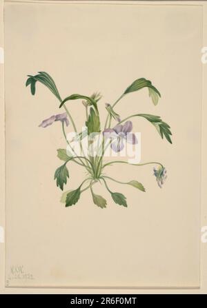 Piede dell'uccello Meridionale Violet (Viola digitale). Data: 1922. Acquerello su carta. Museo: Smithsonian American Art Museum. Foto Stock