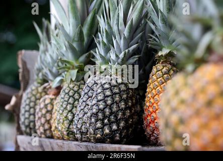 Itaberaba, bahia, brasile - 7 giugno 2023: Frutta di ananas e vendita in uno stallo nella città di Itaberaba. Foto Stock