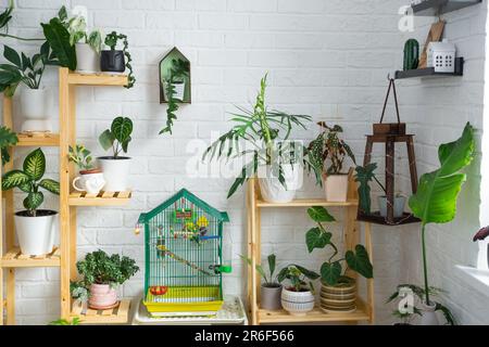 Una gabbia con un budgie si trova in un angolo di vita della casa tra scaffalature con un gruppo di piante interne all'interno. Pianta di casa che cresce e carin Foto Stock