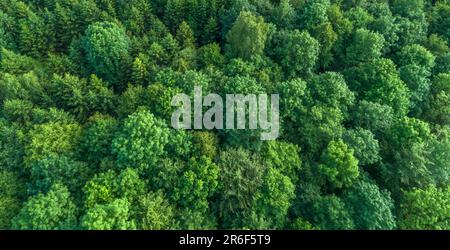 Vista aerea delle cime degli alberi decidue verdi nella foresta, Germania Foto Stock
