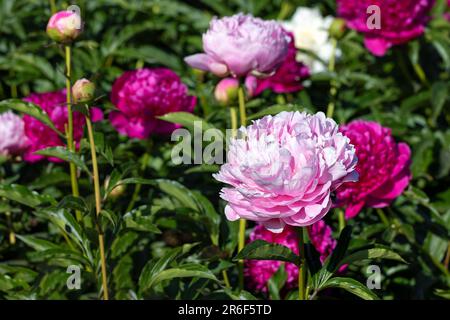 I petali di velluto di una peonia rosa incontrano i caldi raggi del sole che sorge. Foto Stock