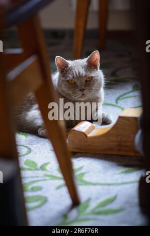 Un diritto scozzese grigio è appoggiato sul tappeto. Animali domestici. Prendersi cura degli amici a quattro zampe. Animali come aiuto in situazioni stressanti. Stabilizzazione del Foto Stock