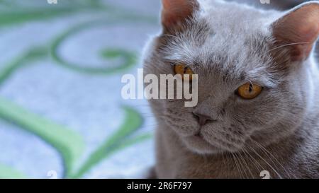 Un diritto scozzese grigio è appoggiato sul tappeto. Animali domestici. Prendersi cura degli amici a quattro zampe. Animali come aiuto in situazioni stressanti. Stabilizzazione del Foto Stock