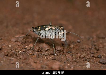 Laterale del coleottero tigre, Lophyra indica a Satara, Maharashtra, India Foto Stock