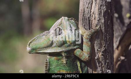 9 giugno 2023, Odessa oblast, Ucraina, Europa dell'Est: Ritratto di camaleonte anziano arroccato sul tronco dell'albero, puffing up. Camaleonte velato, camaleonte dello Yemen o camaleonte (Credit Image: © Andrey Nekrasov/ZUMA Press Wire) SOLO PER USO EDITORIALE! Non per USO commerciale! Foto Stock