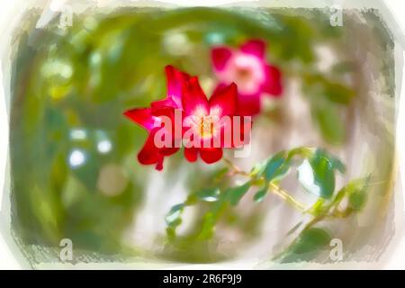 Immagine migliorata digitalmente di un grappolo di fiori di rosa rossi con centro giallo. Cocktail Meimick climber rosa Foto Stock