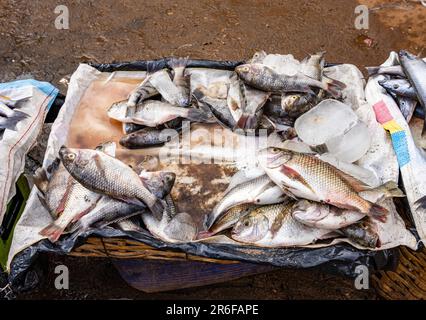 Stallo nel mercato di Mzuzu, Malawi, vendita di chambo (Oreochromis lidole) pescato nel lago Malawi Foto Stock