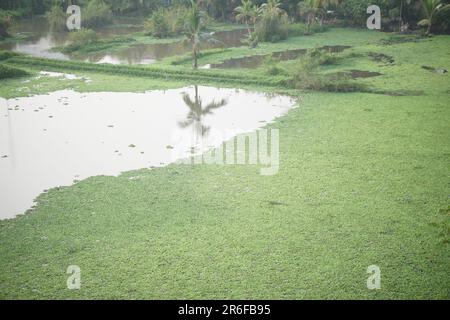 pianta verde comune di anatrocca senza ruggito sull'acqua nella palude dello stagno Foto Stock