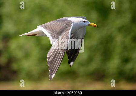 Singolo uccello gabbiano in volo Foto Stock