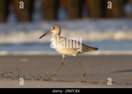 singolo willet sulla spiaggia vicino alle onde Foto Stock