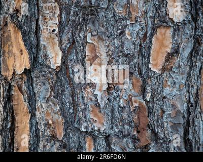 Primo piano della trama dello sfondo della corteccia dell'albero. Colori nero, grigio, marrone e bianco. Foto Stock