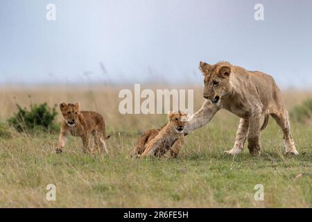 Un orgoglio dei leoni che giocano con i cuccioli nella Riserva Nazionale Maasai Mara in Kenya Foto Stock