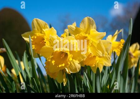 Un gruppo di narcisi gialle contro un cielo blu. Foto Stock