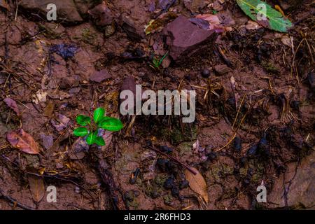 Primo piano di una piccola foglia verde sul terreno, annidata tra rocce marroni e foglie secche Foto Stock