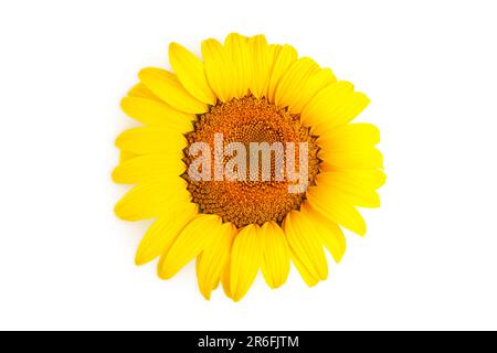 Girasole giallo luminoso e colorato isolato su sfondo bianco. Vista dall'alto Foto Stock